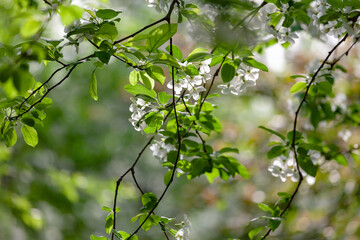 Begonia flowers bloom