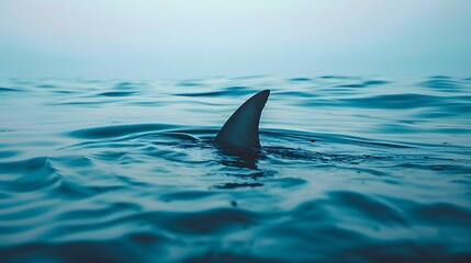 Fototapeta premium A shark fin is seen above the water surface, a sense of danger and fear in an ocean setting.
