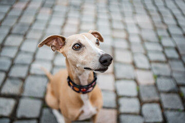 Healthy happy close-up portrait of light brown pure bred dog whippet. Big nose, funny dog.