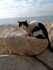 cat on the rock