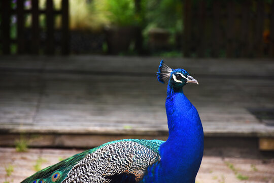 close up of peacock