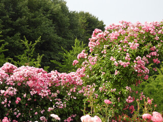 Obraz premium Roses are in full bloom in June