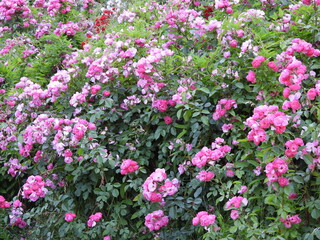 Obraz premium Beautiful rose vines in green and dark pink