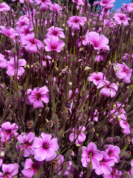 flowers in the garden