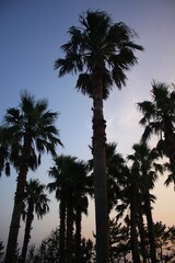 palm trees in the sunset