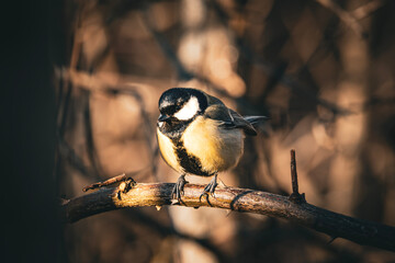 Garden bird Great tit, songbird sitting on the branch forest with beautiful nature background. Wildlife scene from nature. Parus major