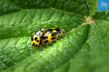 Vierzehnpunkt-Marienkäfer (Propylea quatuordecimpunctata) Paarung auf einem grünen Blatt - Baden-Württemberg, Deutschland