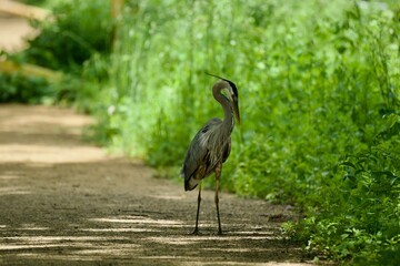Blue heron standing on land