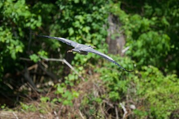 Great blue heron flying in forest
