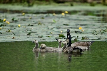 Goslings 