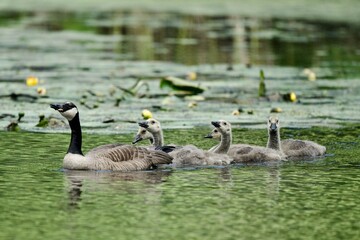 Goslings 