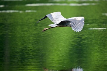 Great blue heron flying over water