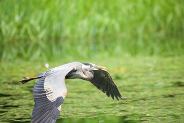 Great blue heron flying over water