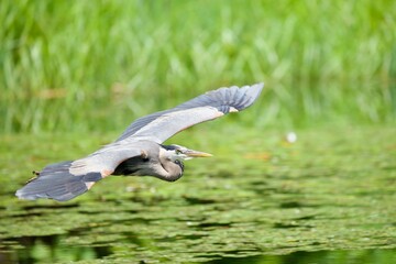 Great blue heron flying over water