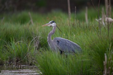 Great blue heron flying in forest