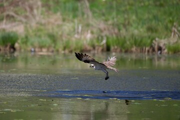 Osprey flying