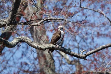 Osprey on tree limb