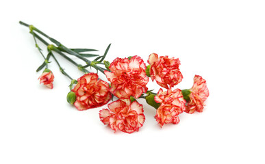 Stack Pink Carnations on white background