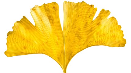 Naklejka premium Vibrant Ginkgo Leaf in Symmetrical Fan-Shaped Design on Minimalist White Background