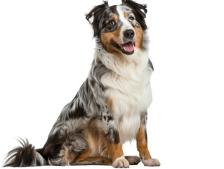 Fototapeta premium Full body shot of Australian Shepherd dog, sitting, smiling.