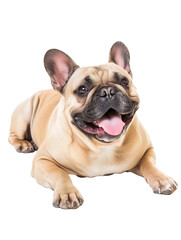 Fototapeta premium Full body shot of French Bulldog dog, lying down, smiling.