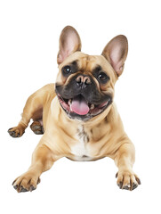 Obraz premium Full body shot of French Bulldog dog, lying down, smiling.