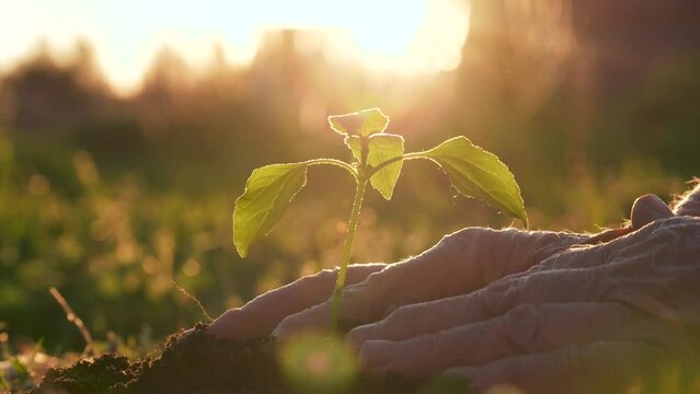 Elderly gardener hands plant green sprout fruit tree in organic clean soil with humus close up against sun rays at sunset evening. Business of ecology agriculture and gardening in eco farming life