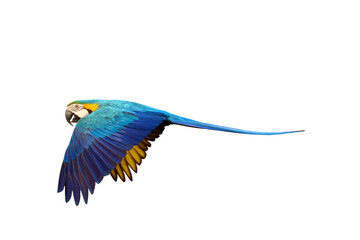 Colorful flying Blue and Gold Macaw parrot isolated on transparent background png file