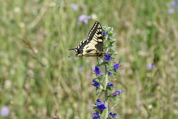 Old World Swallowtail or common yellow swallowtail (Papilio machaon) sitting on blueweed in Zurich, Switzerland