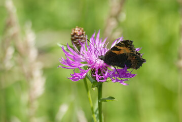 Small tortoiseshell butterfly (Aglais urticae) sitting on pink flower in Zurich, Switzerland
