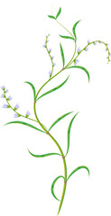Abstract plant with flowers and leaves.