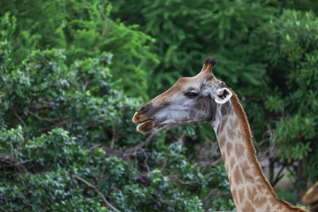 Close up  head giraffe in the garden