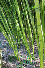 Obraz premium bamboo grove with young green bamboo trees