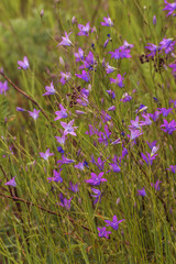 Campanula patula or spreading patula