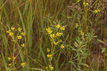 Euphorbia seguieriana, an ancient folk medicine