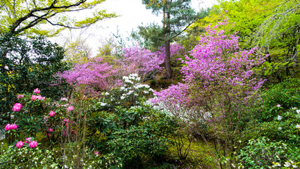 JAPAN, KYOTO &ndash; April 2024:  garden and artificial lake at Daihonzan Tenryuji Temple in Kyoto
