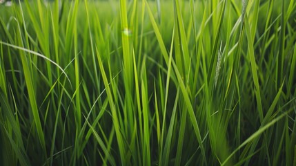 paddy field closeup Rice field