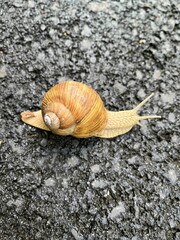snail on the road