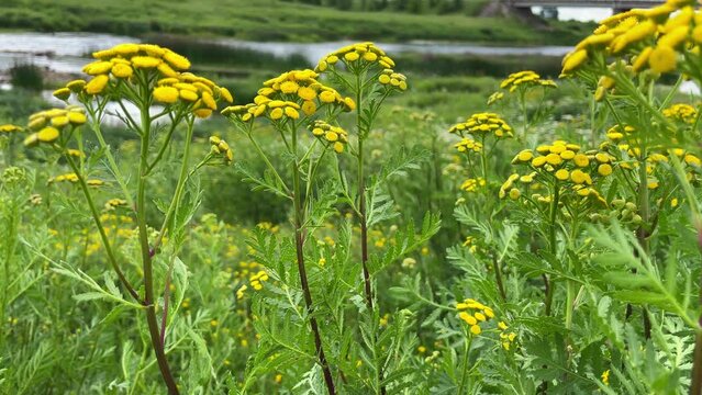 Tansy is a perennial herbaceous flowering plant used in folk medicine.