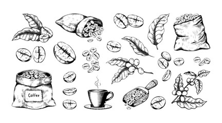 Coffee sketch. Hand drawn Arabica beans. Roasted seeds bag. Black and white retro drink art. Espresso cup. Rustic wooden spoon. Tree leaves with berries. Vector vintage elements set