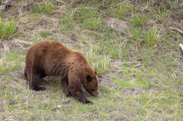 Black Bear in Yellowstone Naitonal Park Wyoming in Spring