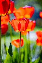 Fototapeta premium red tulip flower grows in the garden