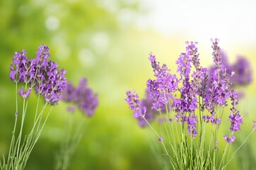 Purple Verbena fresh flowers on green field