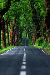 Obraz premium Serene Forest Road Enchanted Green Canopy Drive, Tranquil Journey Through Lush Trees, Peaceful Nature Path, Scenic Route Amid Verdant Foliage, Enclosed Forest Trail, Breathtaking Woodland Drive