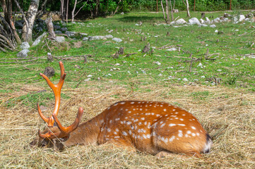 A spotted deer is resting on dry grass. A mammal from the deer family. A deer with bright big horns in the forest. Animals in their natural habitat.