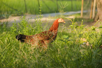 The hen and her chicks look for natural food in the green grass