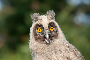 great horned owl