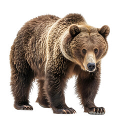 Obraz premium A large grizzly bear standing on all fours and looking forward,cutout on transparent backgrounds.