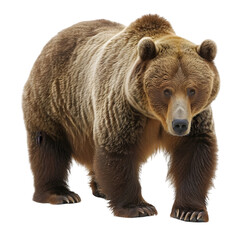 Fototapeta premium A large grizzly bear standing on all fours and looking forward,cutout on transparent backgrounds.