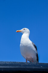 Fototapeta premium Gaivota